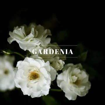 00004 OIL- GARDENIA 1/2 OZ.