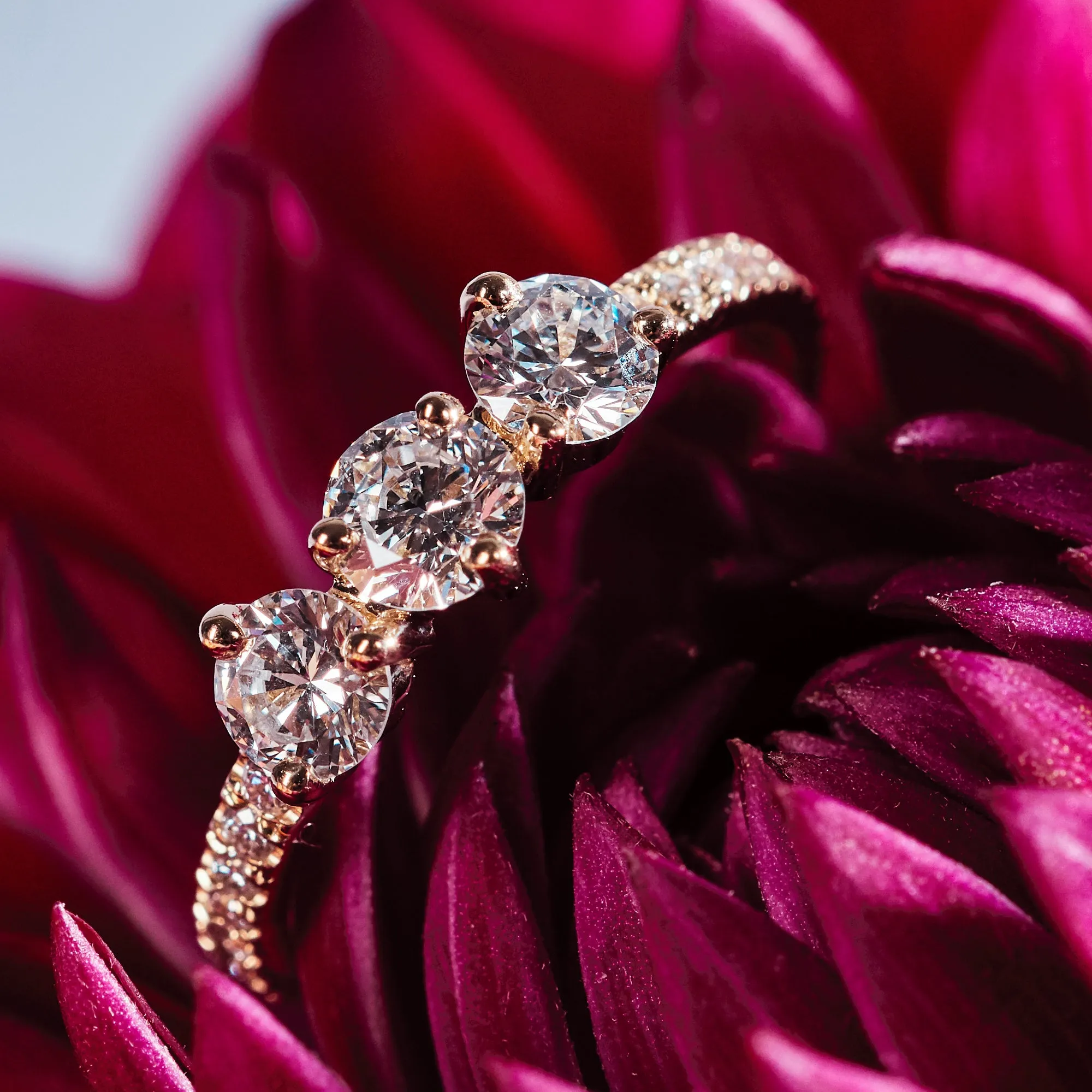 Les absolu.e.s encore plus solitaire ring