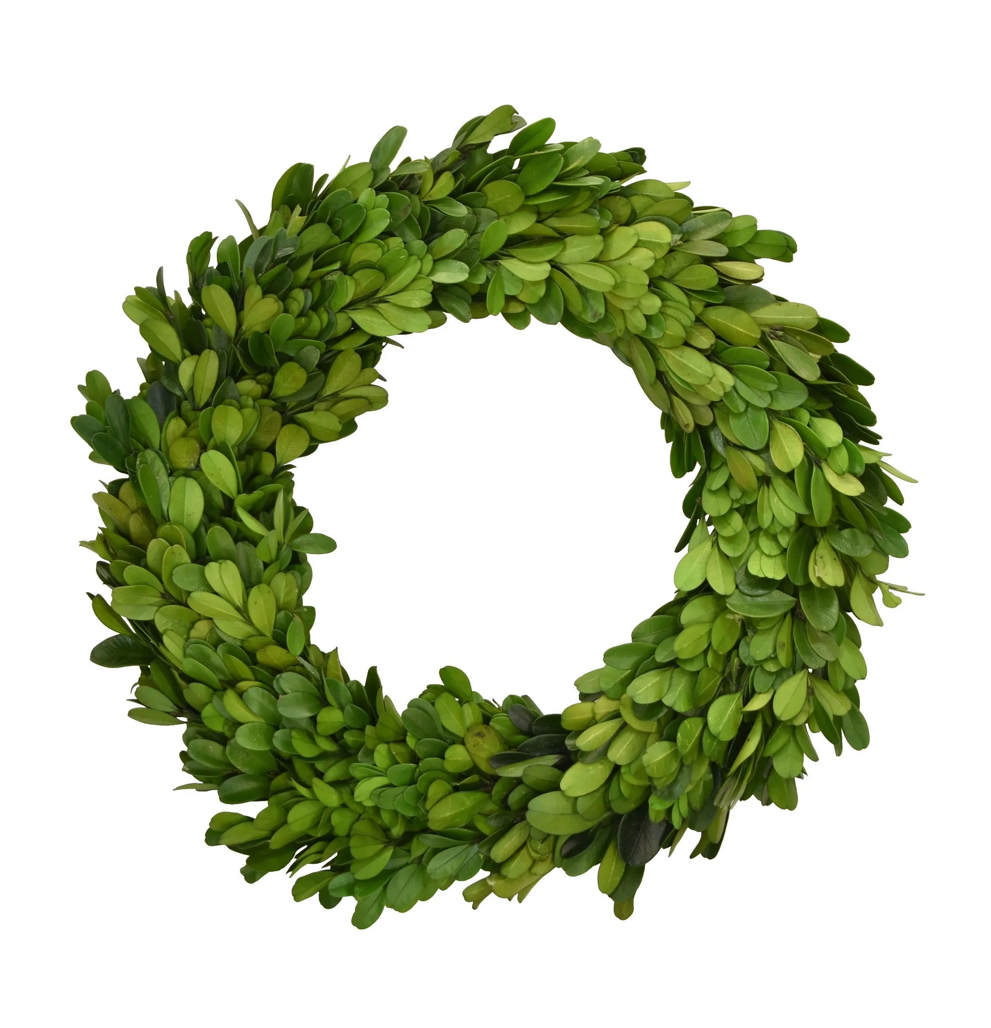Preserved Boxwood Candle Rings